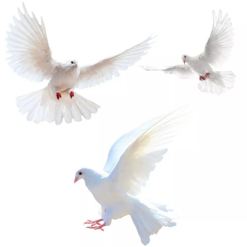 Home Center Bathroom Accessories - Peace Dove Wall Stickers for Living